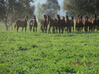 Canowindra NSW 2804 - Image 3