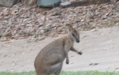 Click to view all images 15 Cordingley Road Alligator Creek QLD 4816 - Image 1