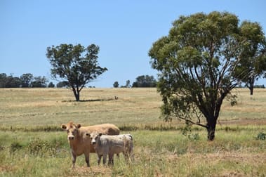 'Dilly Park' 24 Dilly Road Biddon NSW 2827 - Image 1