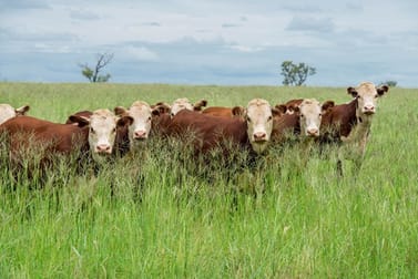 1400 Merton Road Yelarbon QLD 4388 - Image 2
