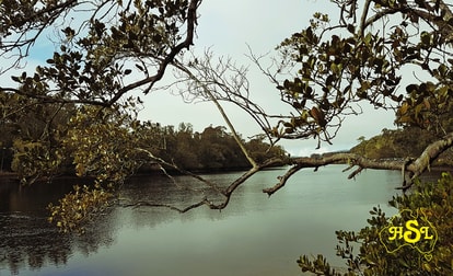 675 Warraba Rd The Branch NSW 2425 - Image 2