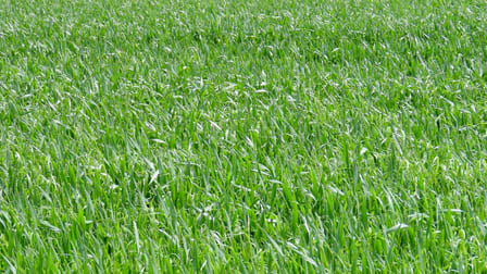 Lot 1 V&A Lane Maaoupe SA 5277 - Image 3