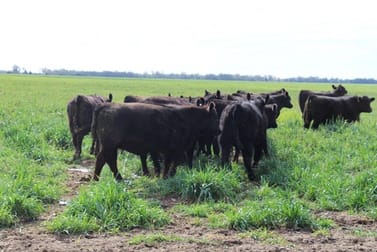 32 Wyaga Rd Goondiwindi QLD 4390 - Image 3