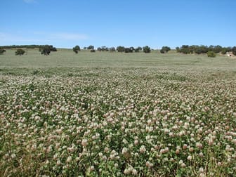 14370 Dukes Highway Keith SA 5267 - Image 3