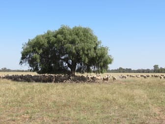 "Cardew" 3349 Collie Road Dubbo NSW 2830 - Image 1