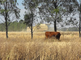 345 Campbells Road Mayrung NSW 2710 - Image 3