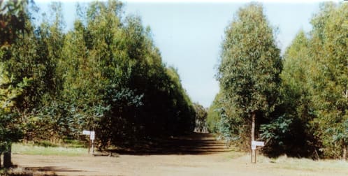 Boddington Tree Farm, 31 Marradong Road Boddington WA 6390 - Image 1
