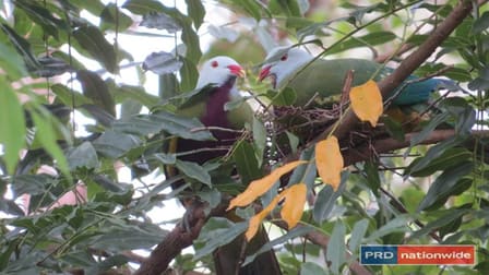 1101 Roseberry Creek Road Kyogle NSW 2474 - Image 2