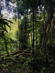 146 Repeater Station Road Springbrook QLD 4213 - Image 3