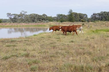 1043 ACRES BRIGALOW/BELAH Tara QLD 4421 - Image 1