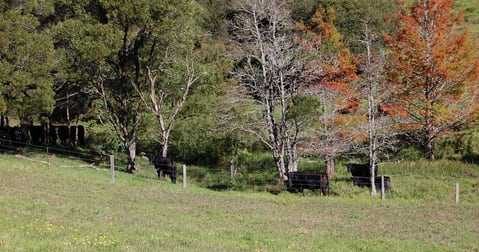 5265 WATERFALL WAY Dorrigo NSW 2453 - Image 2
