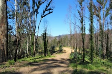 Lot 380 New Station Creek Road Wyndham NSW 2550 - Image 1