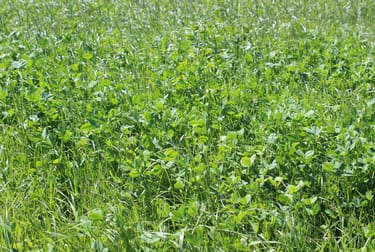 20 Walker Lane Barham NSW 2732 - Image 3
