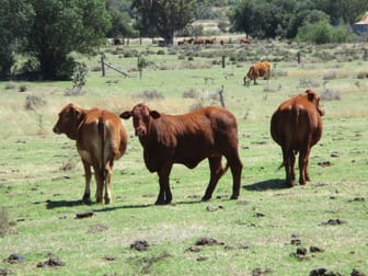 Click to view all images Moola QLD 4403 - Image 1