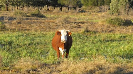 Click to view all images Tara QLD 4421 - Image 3