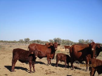 45066 Landsborough HWY Barcaldine QLD 4725 - Image 1