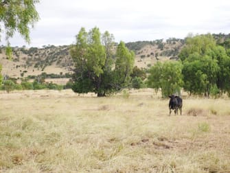 400 ACRES CATTLE GRAZING Cooranga QLD 4408 - Image 1