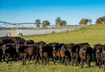 1075 Tenterden Rd Guyra NSW 2365 - Image 1