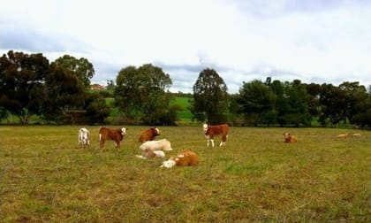 85 Ayliffe Road Linwood SA 5410 - Image 2