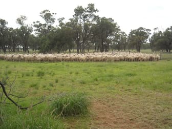 . BLUE RIBBON SHEEP COUNTRY - Cunnamulla QLD 4490 - Image 1