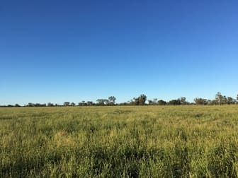 . BLUE RIBBON SHEEP COUNTRY - Cunnamulla QLD 4490 - Image 2