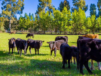 24 Prowse Road Balingup WA 6253 - Image 3