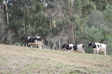 431 TERRITORY ROAD Strzelecki VIC 3950 - Image 3