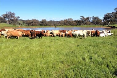 . 'Cloven Hills', Neilrex Rd Coolah NSW 2843 - Image 2