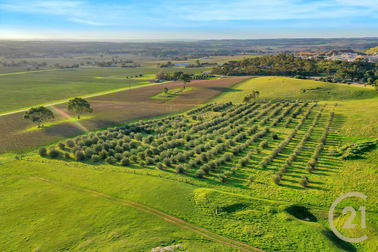 Lot 404 Richard Street Penrice SA 5353 - Image 1