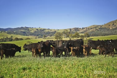 2704 Mirannie Road Singleton NSW 2330 - Image 3