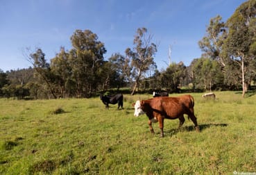52 Maryton Lane Marysville VIC 3779 - Image 1
