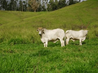 Click to view all images 2267 Palmerston Highway East Palmerston QLD 4860 - Image 1