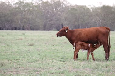 Nerokewa 79 Reakes Road Condobolin NSW 2877 - Image 3