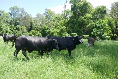1023 Iron Pot Creek Road Kyogle NSW 2474 - Image 1