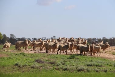 636 Yelarbon - Kurumbul Rd Yelarbon QLD 4388 - Image 1