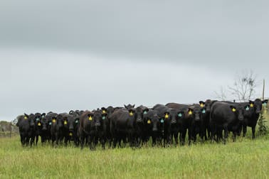633 Black Mountain Road Guyra NSW 2365 - Image 2