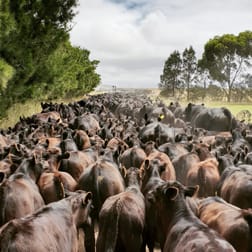 460 Ramsay Road Irrewarra VIC 3249 - Image 2