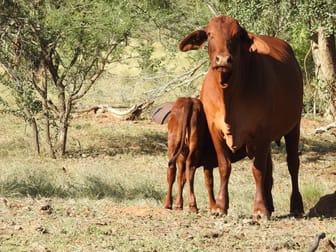 "Jubilee Downs" Fitzroy Crossing WA 6765 - Image 2