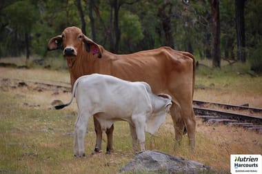 Conjuboy QLD 4816 - Image 2