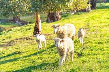 30 Goodacre Drive Woodstock NSW 2793 - Image 1