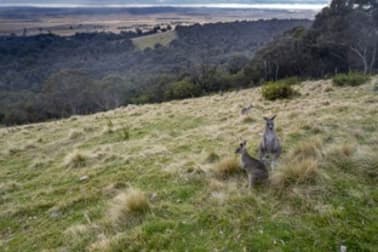 Lot 1, 545 Browns Road Goulburn NSW 2580 - Image 2