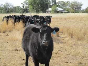Click to view all images 240 ACRES GRAIN & GRAZING Bell QLD 4408 - Image 1