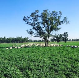 Trangie NSW 2823 - Image 3