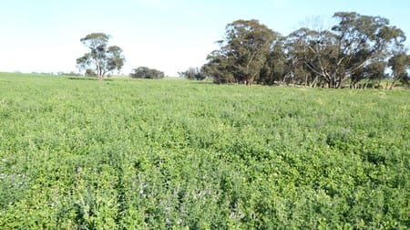Bordertown SA 5268 - Image 2