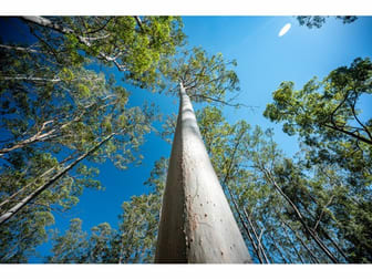 9/1169 Darkwood Road Thora NSW 2454 - Image 3