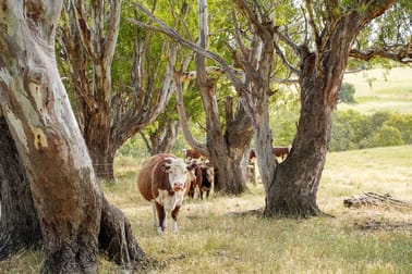 46 Retreat Homestead Road Casterton VIC 3311 - Image 2