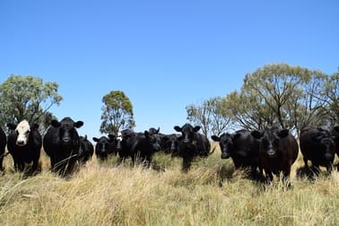 'Wooringa' 535 Ceres Siding Road Narromine NSW 2821 - Image 1
