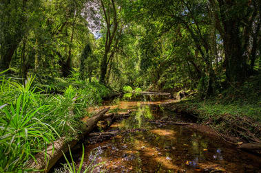 214 Rocks Road Pie Creek QLD 4570 - Image 2