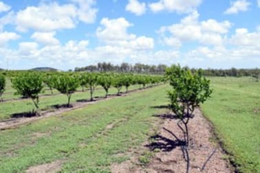 221 Beronne Road Gayndah QLD 4625 - Image 2