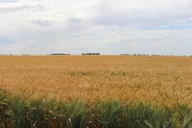 301 Yagaburne - Boondandilla Rd Billa Billa QLD 4390 - Image 1